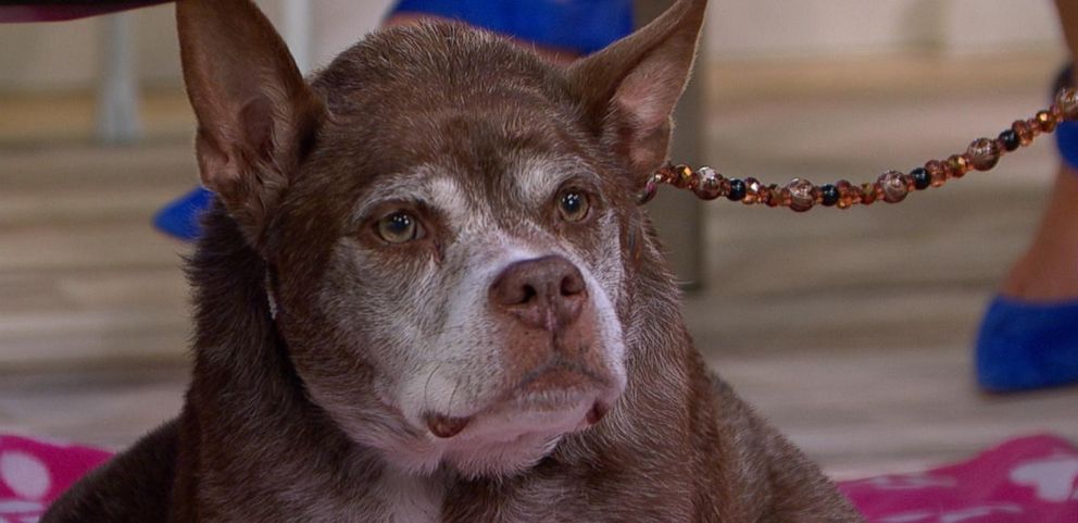 World�s Ugliest Dog Winner, Quasi Modo, Live on �GMA� ABC News