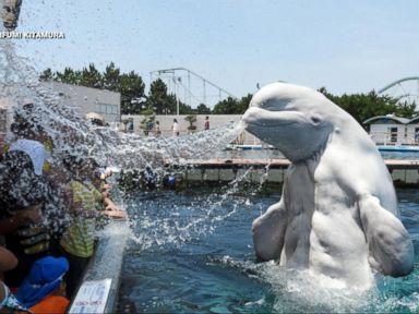 VIDEO: The playful whale at the Hakkeijima Sea Paradise Aquarium sprayed sweltering visitors with water as temperatures in Tokyo soared above 90 degrees.