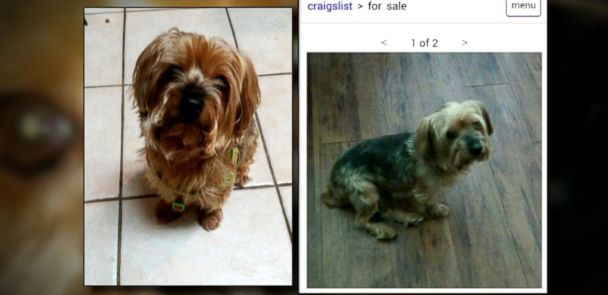 lhasa apso for sale craigslist