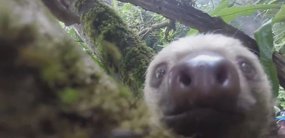 Curious Sloth ‘takes A Selfie In A Tree Abc News