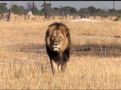 Minnesota Dentist Did Not Know Slain Lion Was Cecil