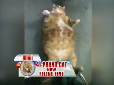 VIDEO: Skinny the Formerly 41-Pound Cat Reveals New Slender Size on 'GMA'