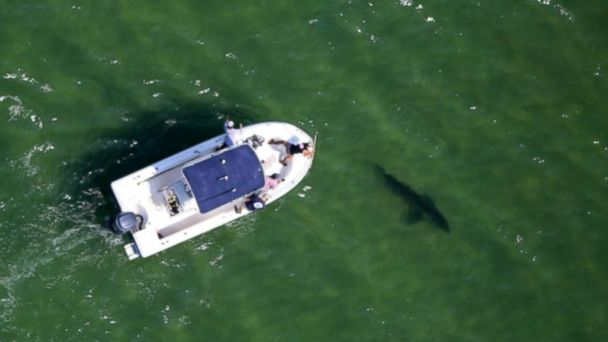 Video Great White Sharks Spotted Near Cape Cod Beach - ABC News