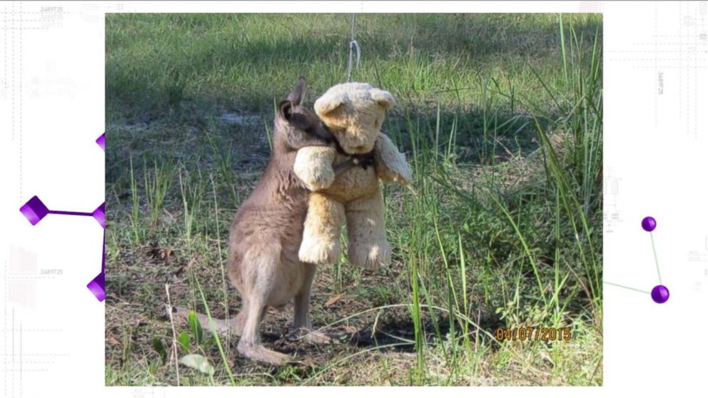 kangaroo teddy bears