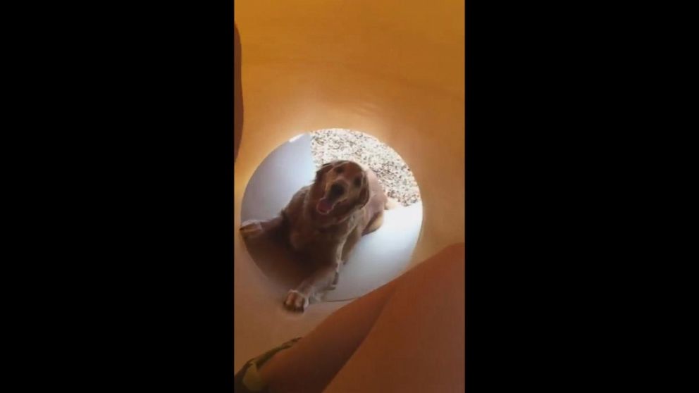 Video Dog Gives Paws-On Lesson on Using a Slide - ABC News