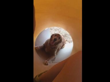 VIDEO: Dog Gives Paws-On Lesson on Using a Slide