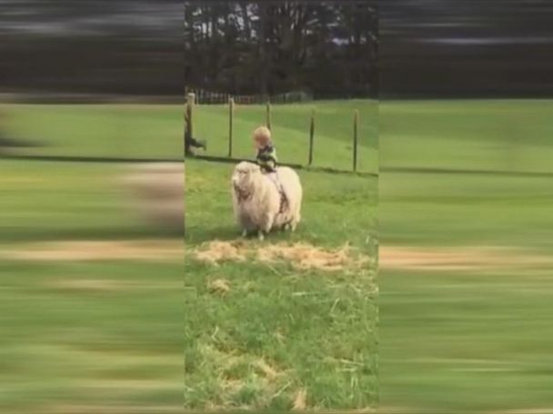 Sheepdog riding hot sale sheep