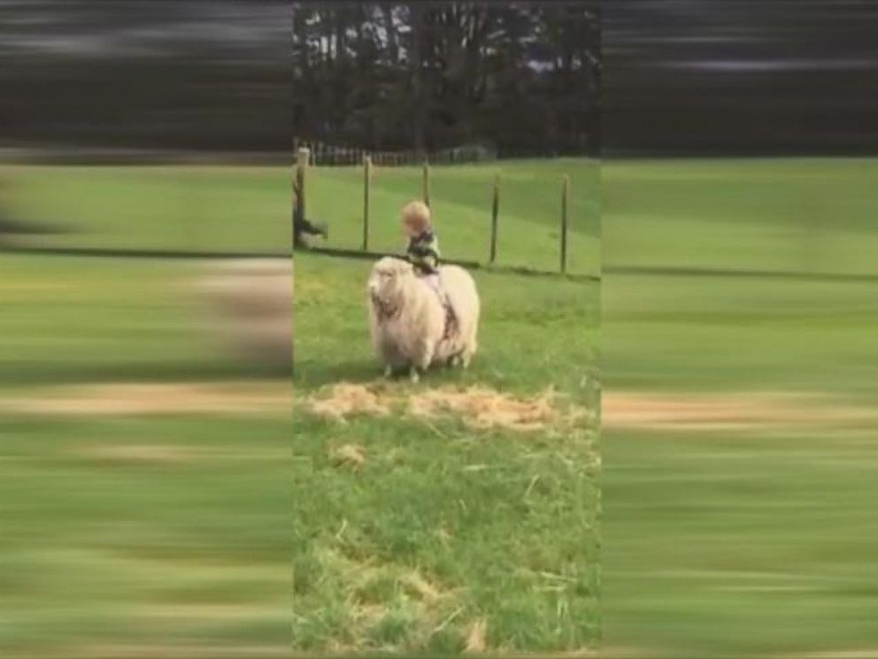 VIDEO: Kids in New Zealand Ride Their Pet Sheep Like Horses