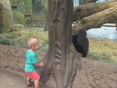 VIDEO: Toddler Plays Hide-And-Seek With Baby Gorilla 