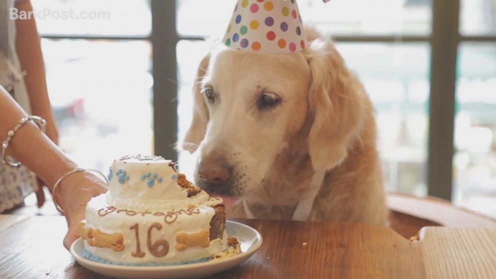 rescue dog birthday