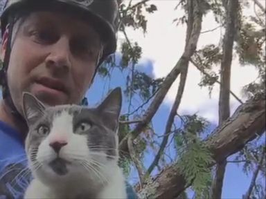 VIDEO: Shaun Sears of the Canopy Cat Rescue scaled a cedar tree to rescue a cat that had been howling for help for five days.