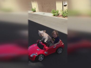 VIDEO: This Dog Puts The 'Fur' In Chauffeur