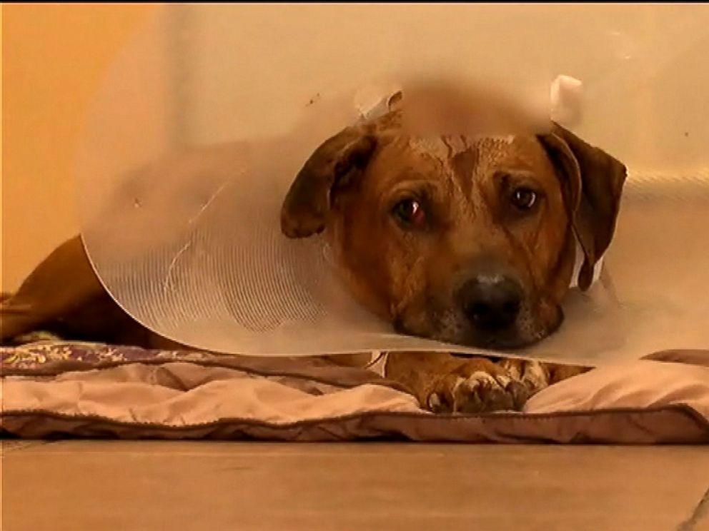 Dog named Magic gets adopted after recovering from gunshot wound - Good  Morning America
