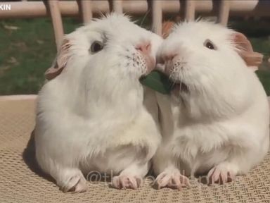 VIDEO: Adorable Guinea Pigs Share 'Lady and the Tramp' Moment