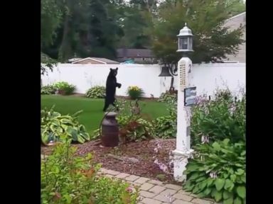 VIDEO: A bear is seen walking upright on his two hind legs in this still from a video taken from a home in Oak Ridge, New Jersey, on July 17, 2015.