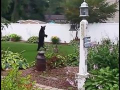 Bear Who Roams New Jersey Town Walks Upright Due to Injury