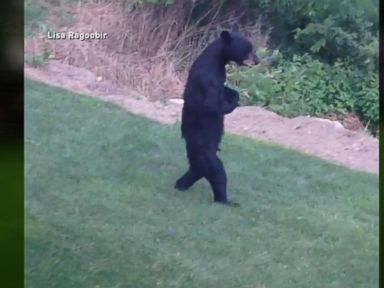 VIDEO: Petition for 'Pedals' the Walking Wounded Bear