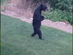 Petition for 'Pedals' the Walking Wounded Bear