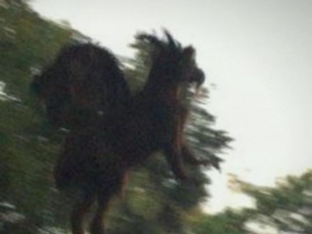 what does the jersey devil look like