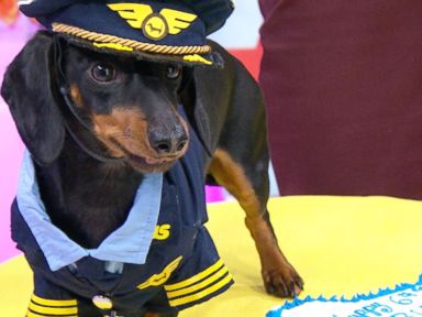 VIDEO: Celebrity Dachshund Takes Over 'GMA' in Style