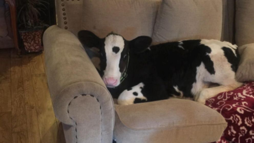 Meet Goliath, the Adorable Baby Cow That Thinks He's a Dog - ABC News