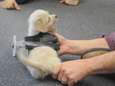 VIDEO: The Ohio University Innovation Center created a wheelchair for Tumbles, a shelter dog born without his front legs.