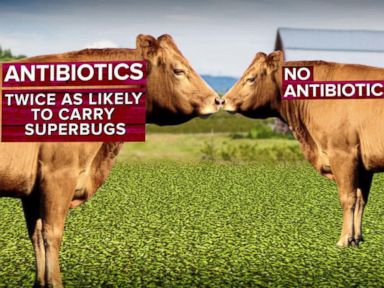 VIDEO: New Report Highlights Concerns About Superbugs