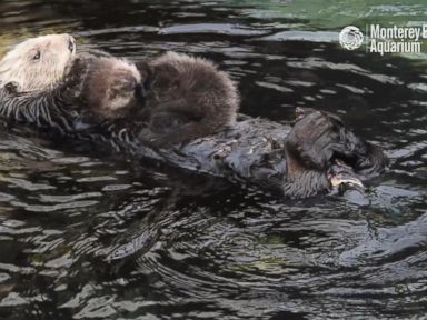 VIDEO: The wild sea otter surprised staffers at the Monterey Bay Aquarium when it swam into the facility's Great Tide Pool and gave birth.