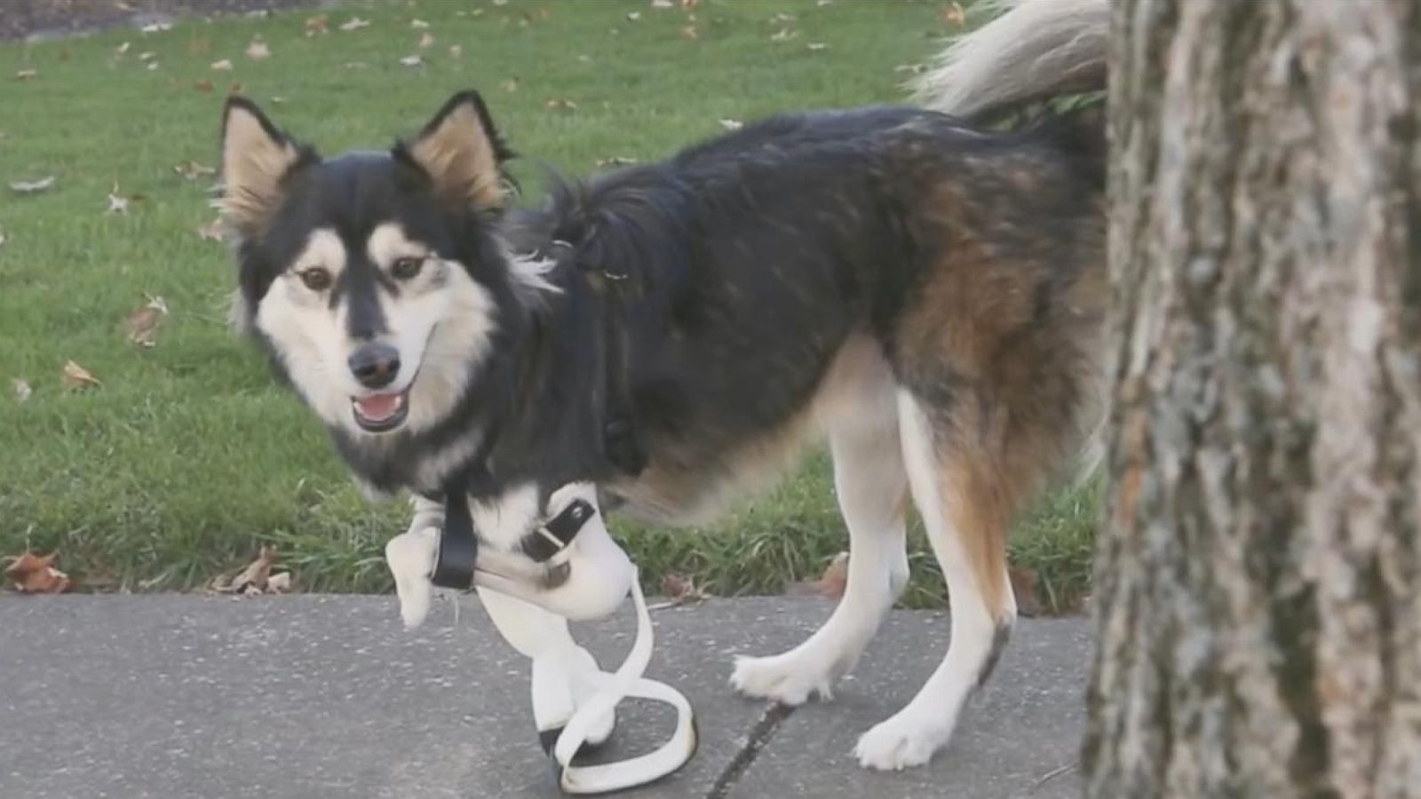 See the New 3-D Prosthetics That Allow This Puppy to Stand Up Straight