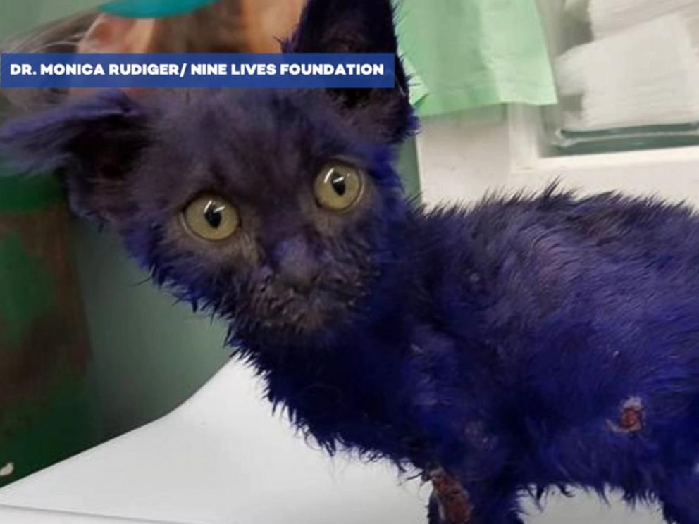 The Tale of Smurf the Cat, Who Was Dyed Purple and Now Recovering From  Apparent Abuse - ABC News