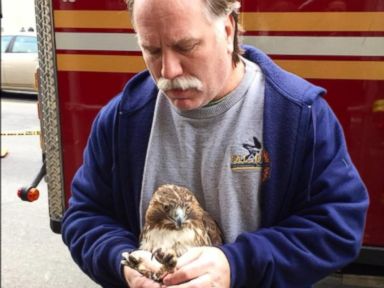 VIDEO: FDBY firefighter and licensed wildlife rehabilitator Bobby Horvath says he will nurse the bird back to health before he releases it into the wild.