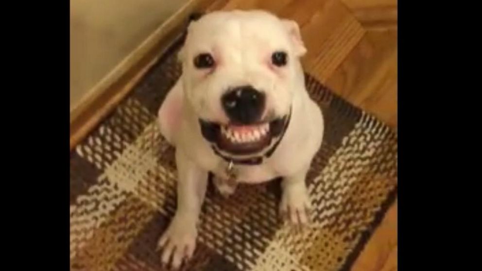 Meet the Dog Who 'Smiles' When He Hears 'Say Cheese!' Video - ABC News