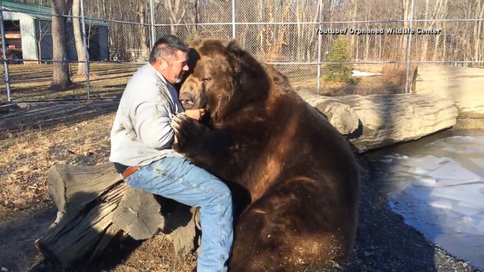 Video Now This Is How You Give a Bear Hug - ABC News