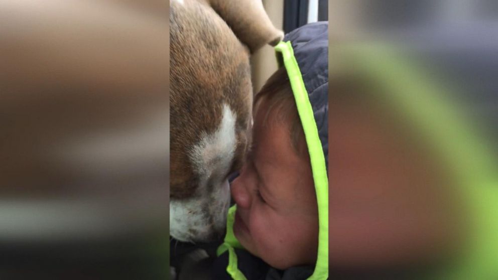 Little Boy Cries When Reunited With Lost Dog One Month Later - ABC News