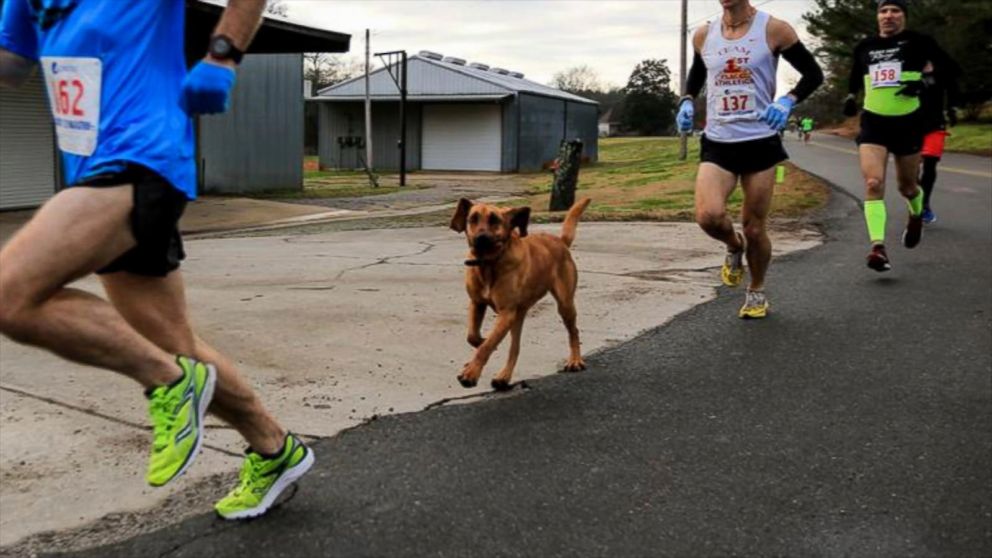 Dog Finishes 7th in Alabama HalfMarathon Video ABC News