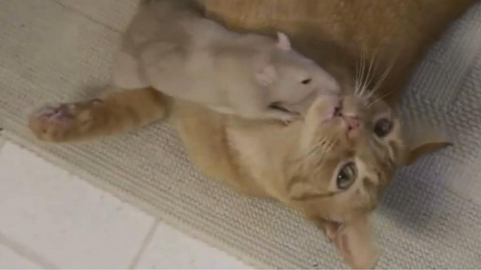 Cat And Rat S Adorable Friendship Shatters Stereotypes Abc News