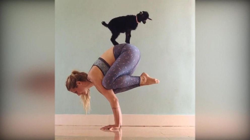 Goat yoga strikes a pose