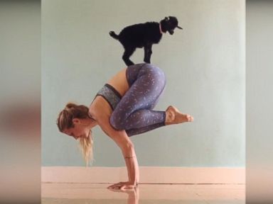 VIDEO: Goat Named Penny Lane Is Girl's Greatest Yoga Partner