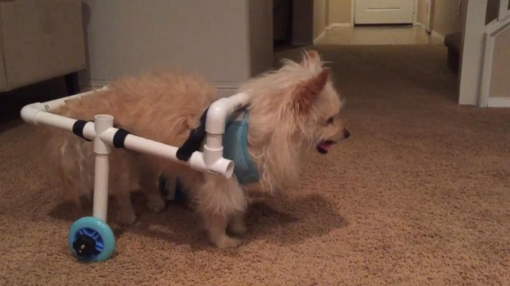 VIDEO: California Man Builds Homemade PVC-Pipe Wheelchair for Girlfriend's Disabled Dog