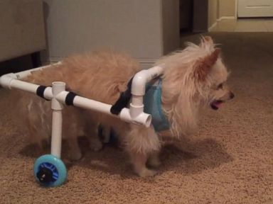 VIDEO: California Man Builds Homemade PVC-Pipe Wheelchair for Girlfriend's Disabled Dog