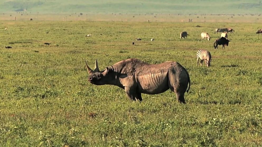 VIDEO: GMA on Safari: How Drones Are Helping Stop Poachers