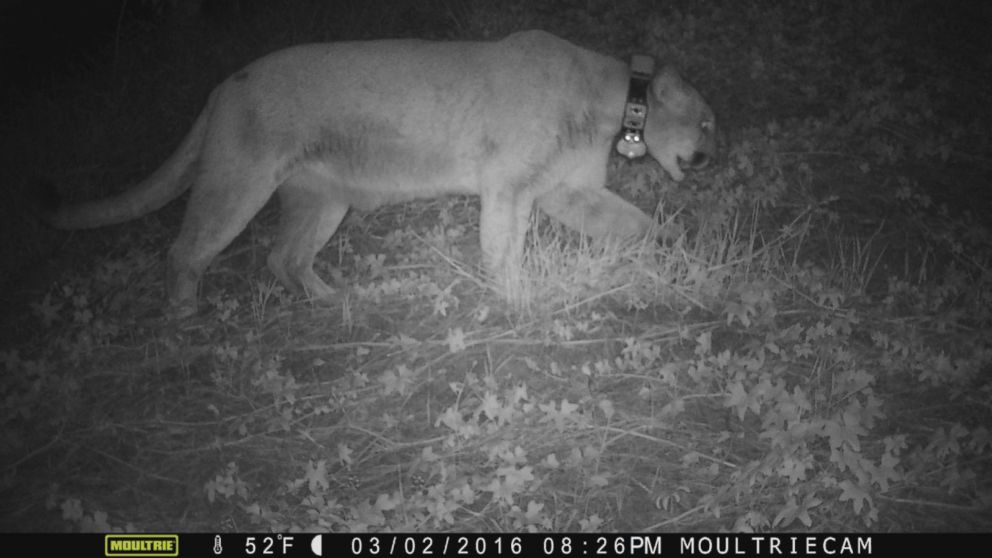 Hollywood Hills Mountain Lion P 22 May Have Killed Koala At - mountain lion hollywood photo