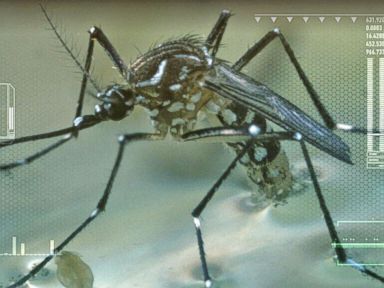 VIDEO: Modifying Mosquitoes to Fight Zika Virus