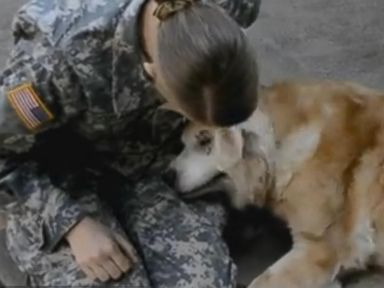 VIDEO: Army Pvt. Hannah Foraker, 21, was reunited with her 13-year-old Golden Retriever after three months away for basic training.