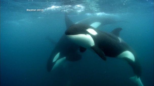 Video Seaworld Announces End To Killer Whale Breeding Abc News