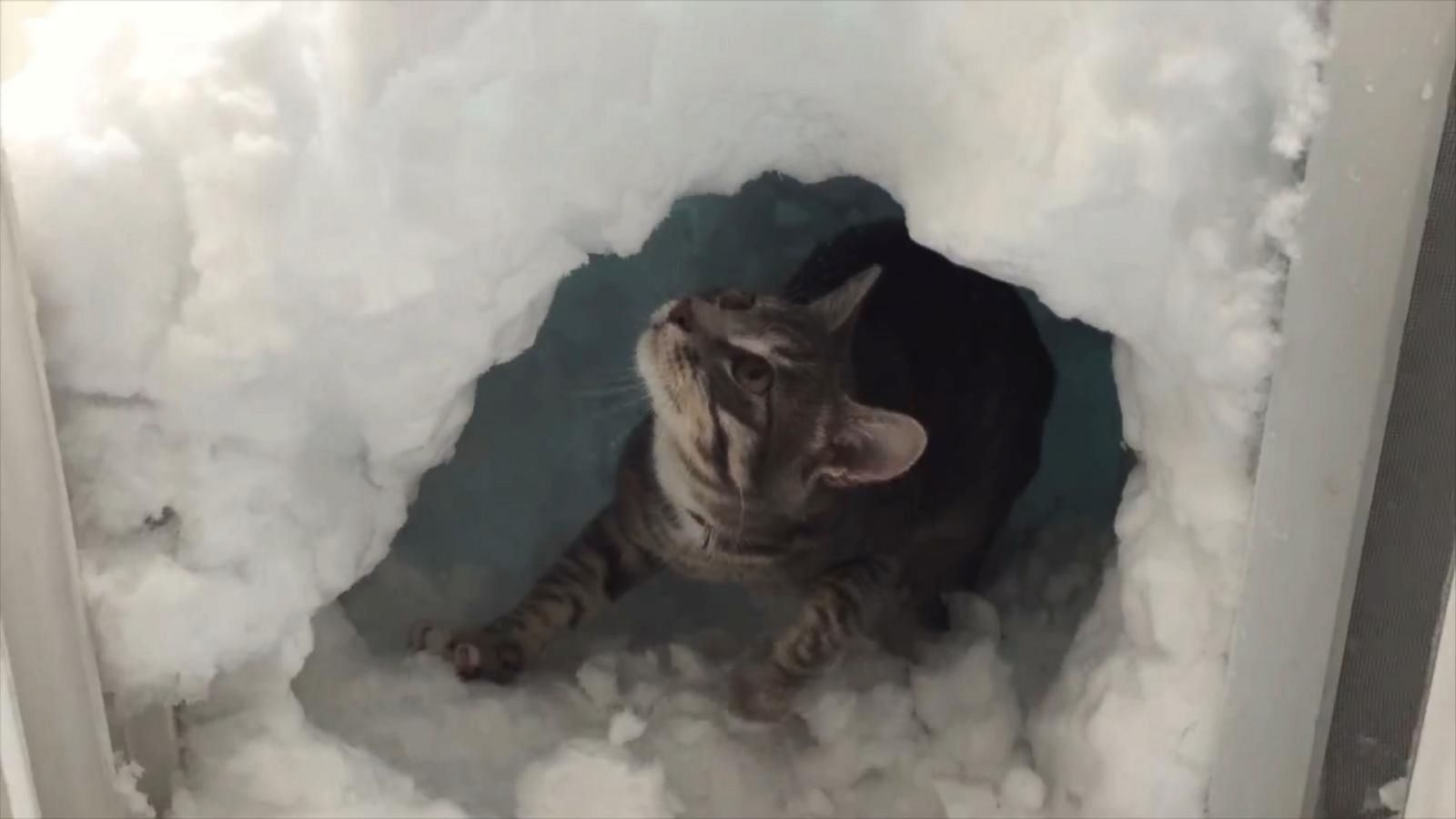 toeter onderhoud Buiten adem Watch a Cat Build an Igloo in the Snow - Good Morning America