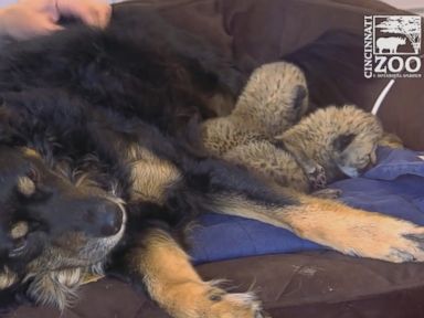 VIDEO: Blakely has helped take on the role of mom and caretaker for five cheetah cubs, after their mother passed away this past week at the Cincinnati Zoo.