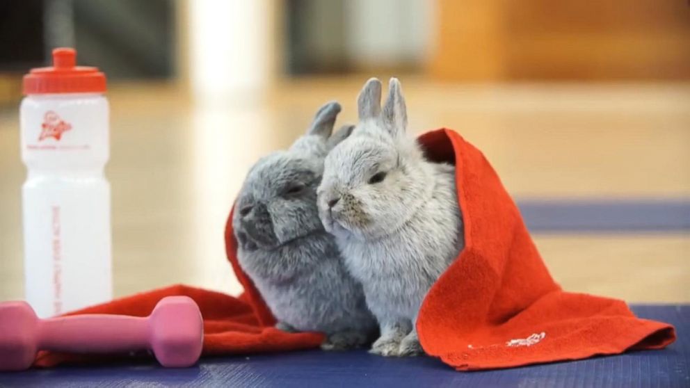 Gym Bunnies' Are Your Easter Weekend Fitness Motivation - ABC News