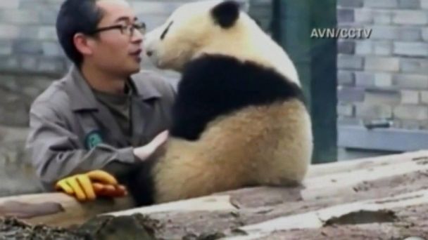 Video Panda Takes Selfies With Zookeeper in China - ABC News