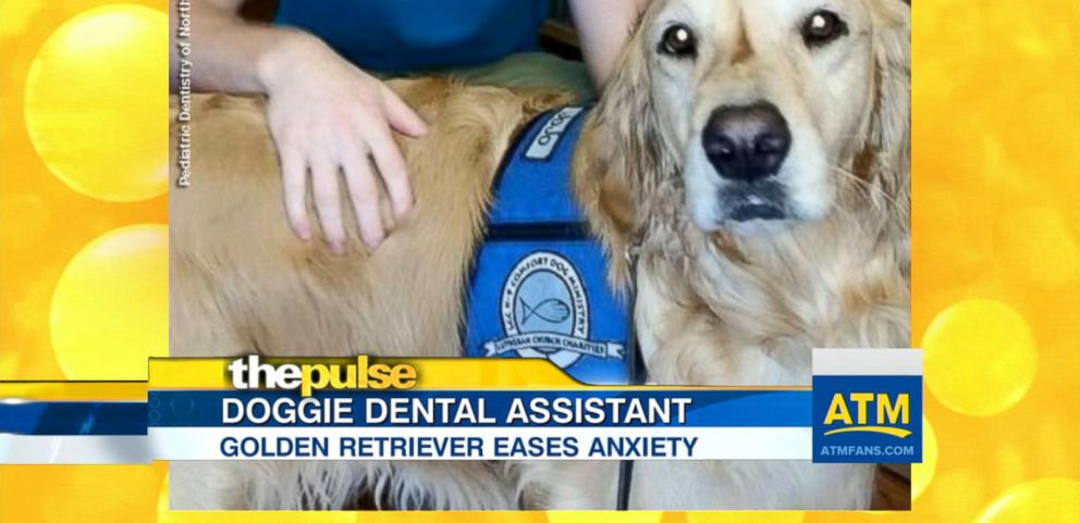 https://s.abcnews.com/images/GMA/160405_atm_dentist_dog_33x16_992.jpg